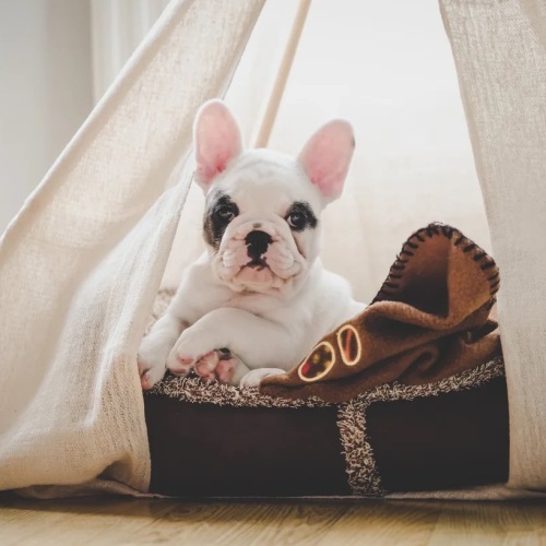 a dog laying on a bed